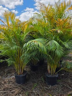 arecas and podocarpus About 8  feet tall over the pot Instant privacy Hedge for fence green full