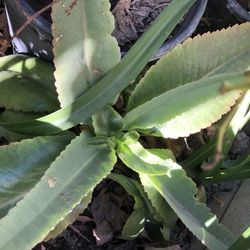 Calanchoe
