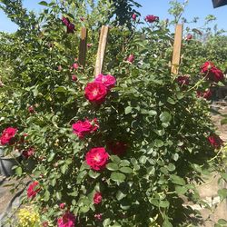 Rosal de guía / climbing Rose