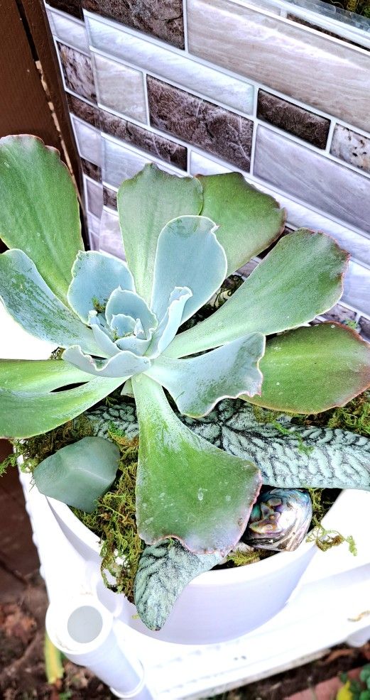 Succulent Plant Art, 7" T Ceramic Pot-Gorgeous Echievera