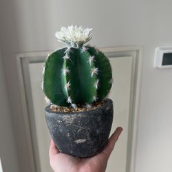 Fake Cactus 