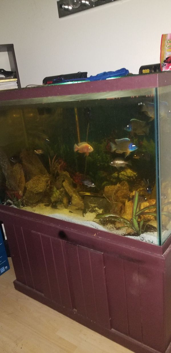 150 gallon fish tank with accessories for Sale in Beaumont