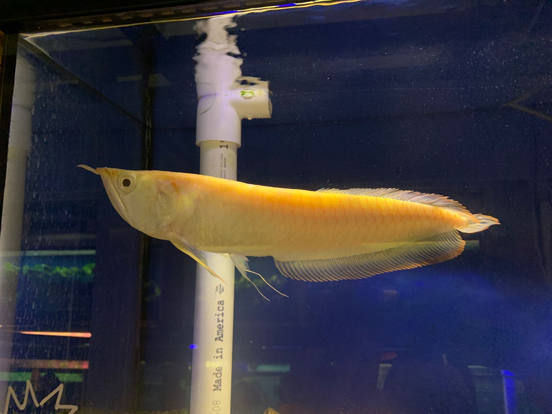 Albino Arrowanna