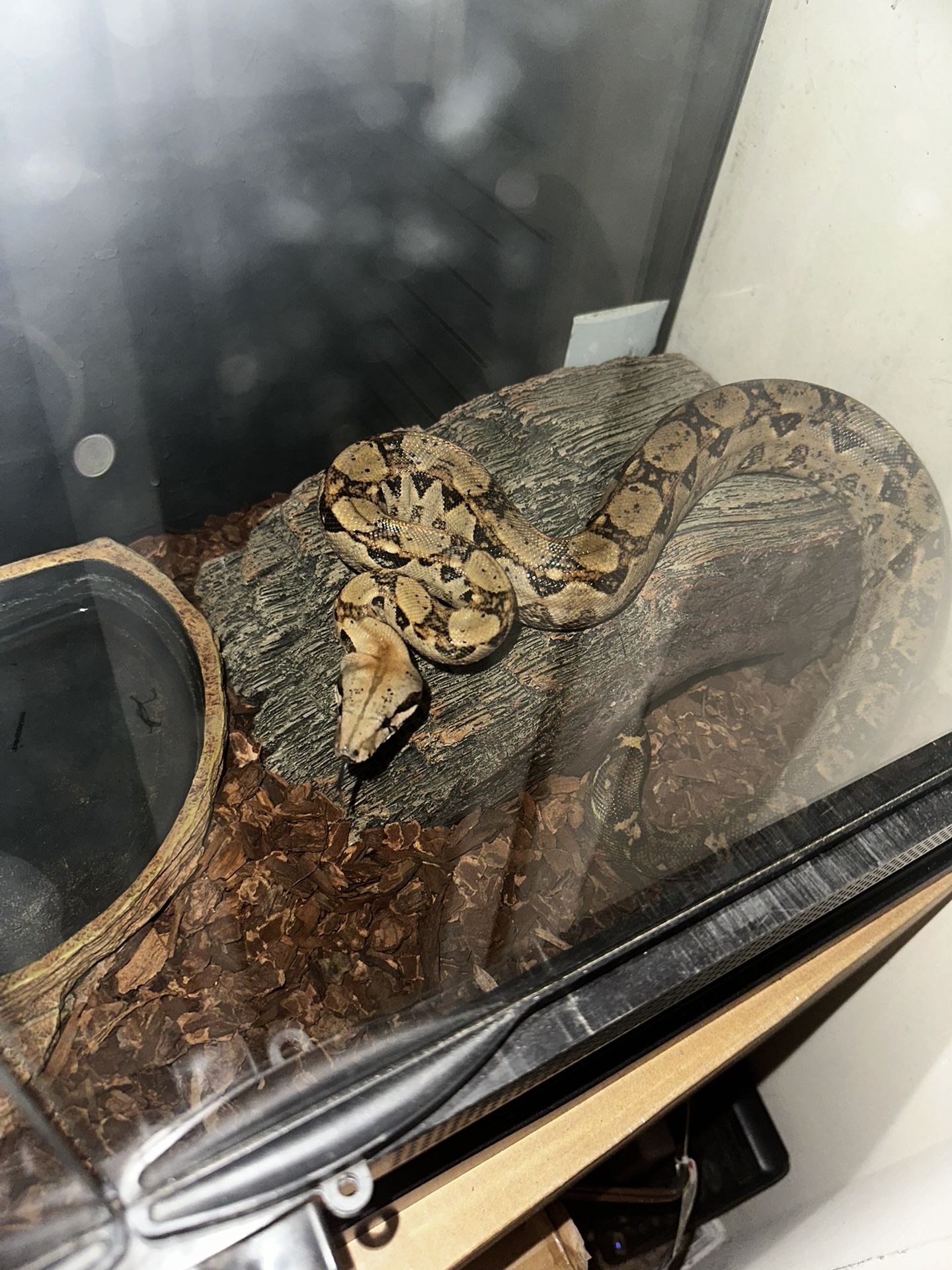 Red Tail Boa, Plus Tank And Decorations