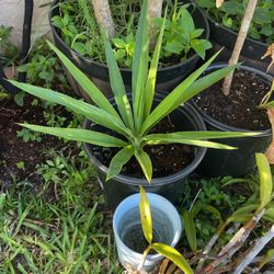 Yucca Plant 🪴 (not Edible)