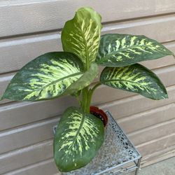 6” Dieffenbachia Tropic Snow