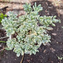 Korean Succulent 