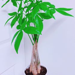 Money Trees 💵 💴💰 With Ceramic Pot - 22” Tall- Indoor Plant