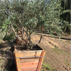 Olive Trees 