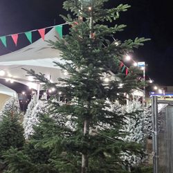 16'+ Noble Fir Christmas Tree