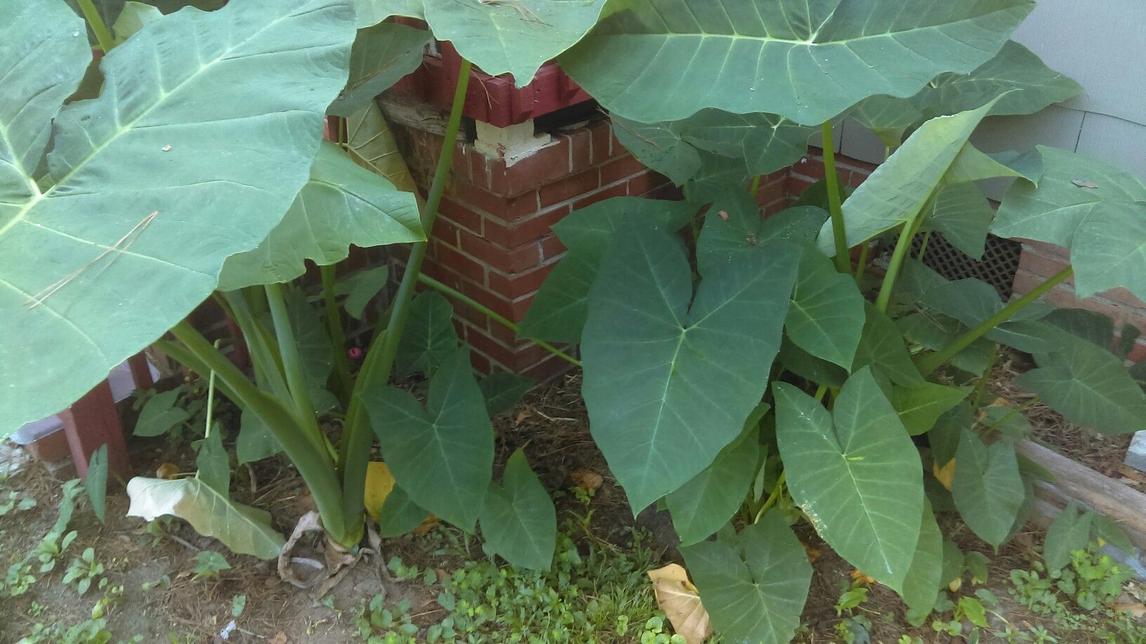 Giant Elephant Ear Sprouts. $3 Available 6/1/21