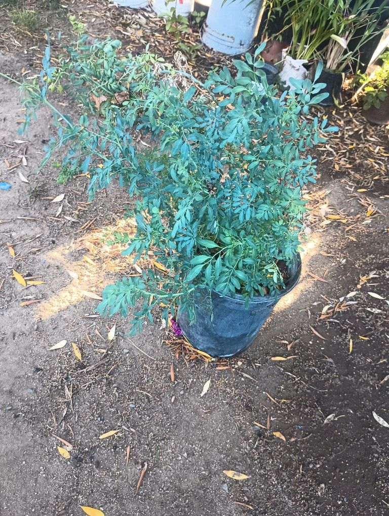 Planta De Ruda