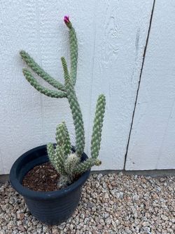 Cylindropuntia Cactus