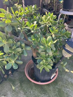 Jade Plant In 5 Gallon Pot 