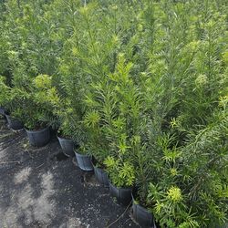 podocarpus Instant Privacy Hedge For Fence Green Full Ready