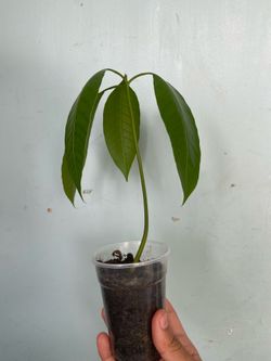 Árbol de mango / Mango tree