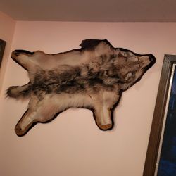 Wolf Hide