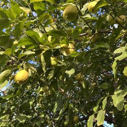 Limon Amarillo $5 Por 1 Dolar