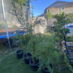 Arboles De Granada Roja 