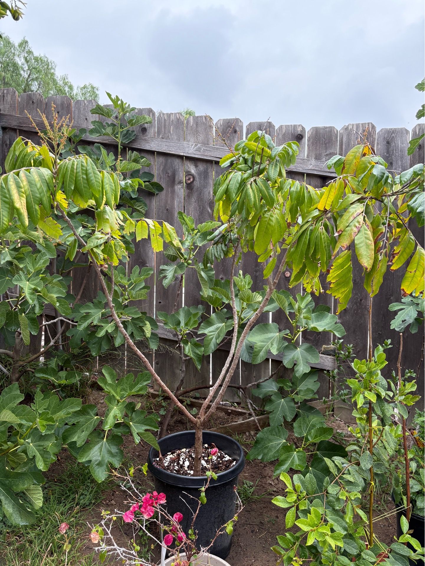 6 Feet Tall Kahala Hawaii Longan Tree in a 15 gallons pot (nhãn Hawaii)
