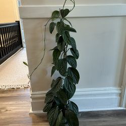 Monstera Peru