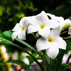 Plumeria Alba