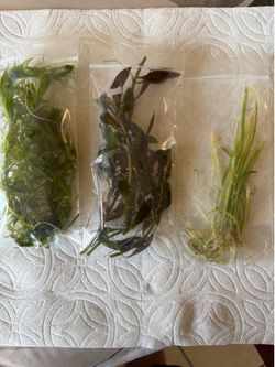 Aquarium live plants