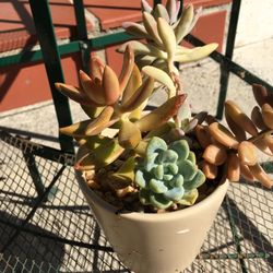Ceramic pot with succulents