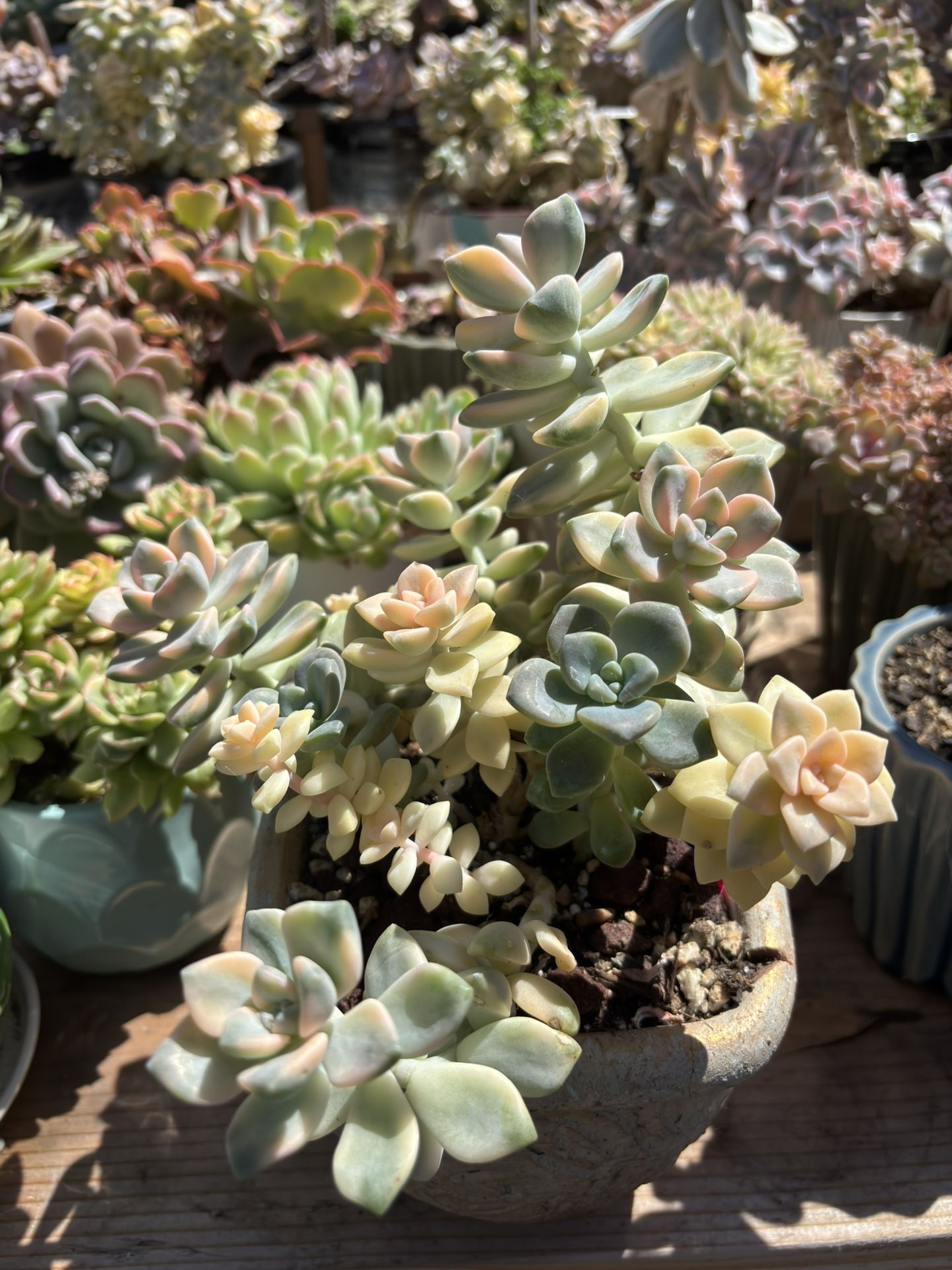 Apricot Beauty Cluster W/pot Included $45