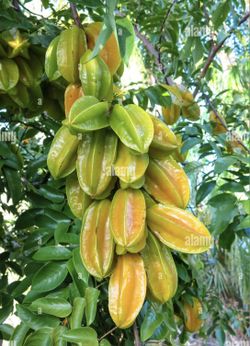 Carambola starfruit star apple fruit $1 