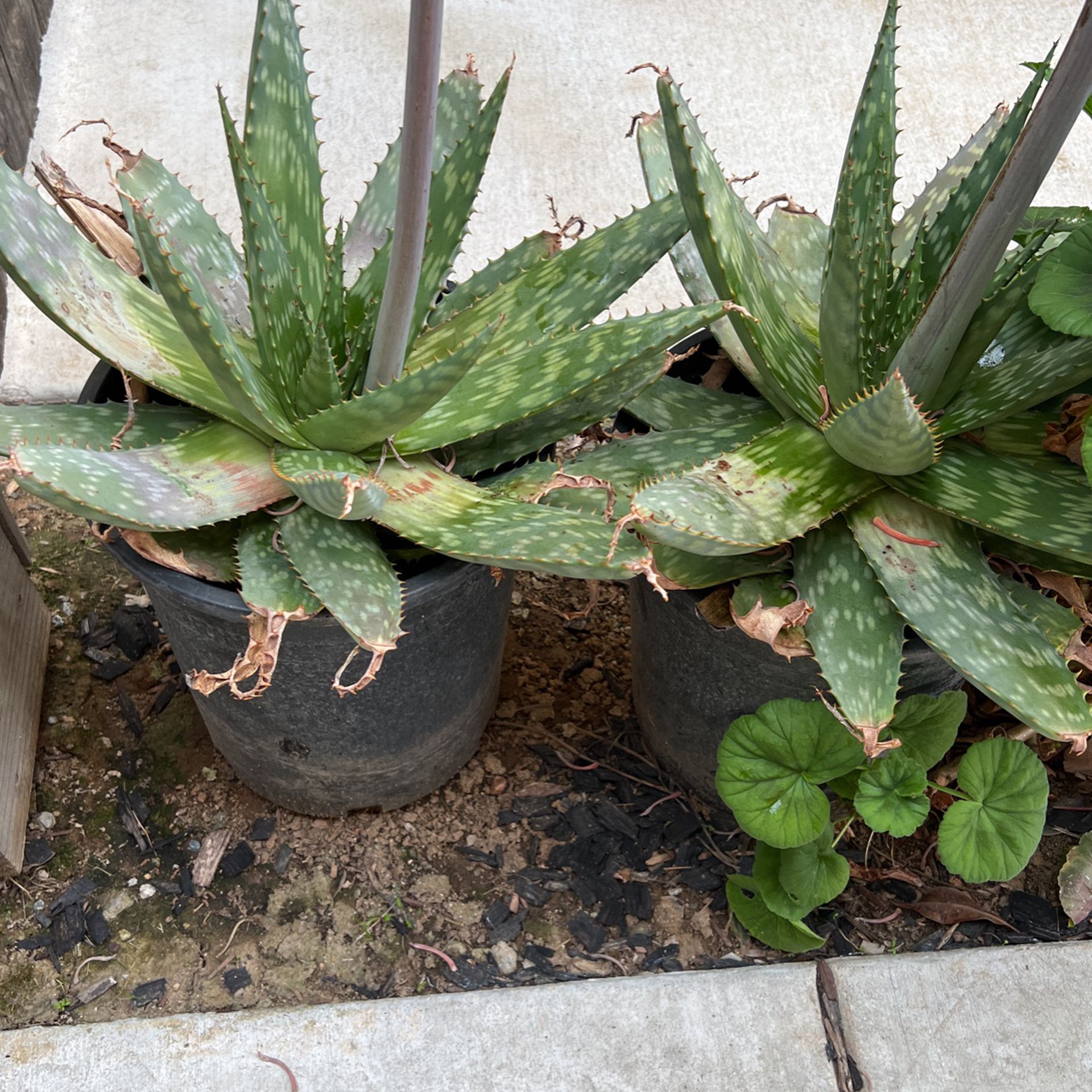Large Live Aloe Vera Plants