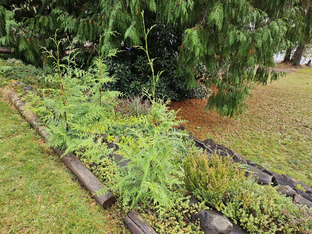 Barefoot Western Red Cedar Seedlings