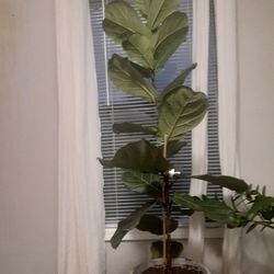 Fiddle Leaf Fig Indoor Plant 