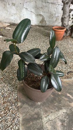 2 rubber trees