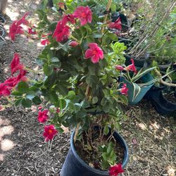 Plant $50 For Harden 