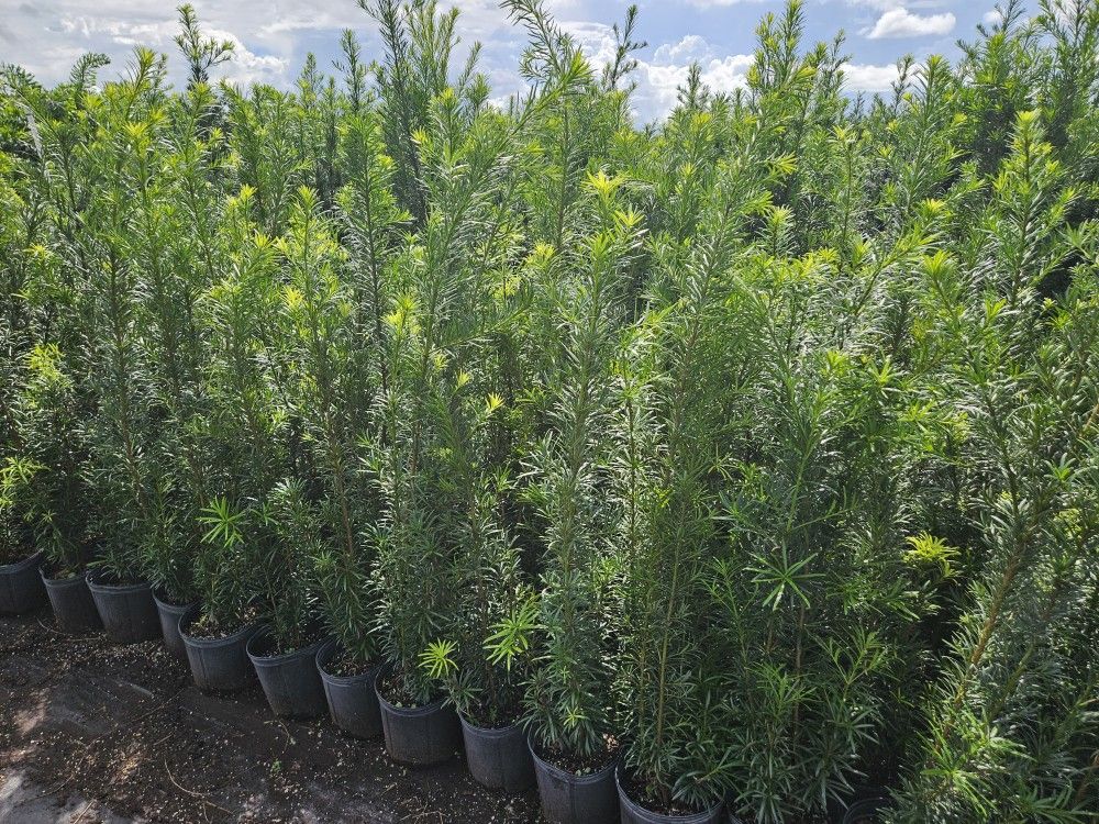 podocarpus over 4 feet tall Instant Privacy Hedge For Fence Green Full Ready