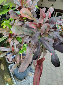 Chinese Croton (scientific name: Excoecaria cochinchinensis), AKA Jungle Fire Plant or Chinese Excoecaria