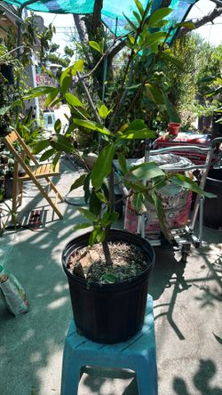2 Ft Mature Marcotted Macopa/Wax Jambu Currently flowering
