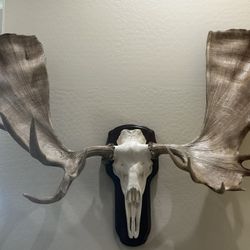 Moose antlers HUGE