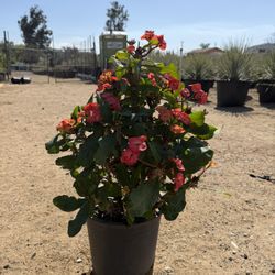 CORONA DE CRISTO