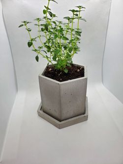Lemon Thyme in Concrete Planter - Hexagon