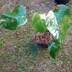 Variegated Monstera Albo Plant 
