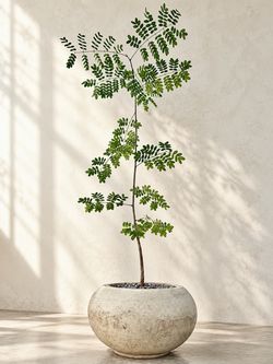 ‘Rare’ Delonix Pumila (Planter Included) #Q11 ‘Local LA Seller’