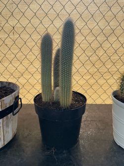 1 ft Silver Torch Cactus Cluster šµ
