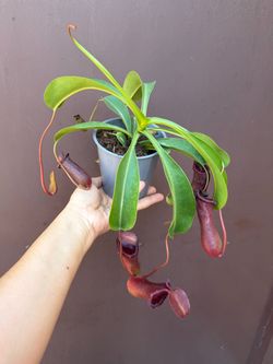 5” nepenthes ventricosa x lowii