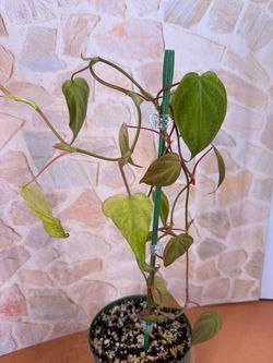 Philodendron Pink Mint Micans Plant - 6inch