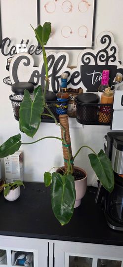 🌿 Philodendron Green Emerald 🌿 Established Climbing Plant