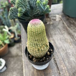 Rainbow 🌈 Cactus 🌵 