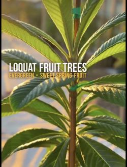 LOQUAT FRUIT TREES ON SALE