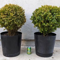 Pair Of Boxwood Topiary Topiaries Globe Tree Pot Potted